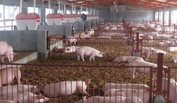 畜牧養(yǎng)殖場(chǎng)開始試運(yùn)營(yíng)