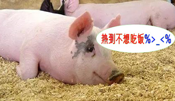 夏季豬群不吃食，找到根本原因才能輕松應(yīng)對！